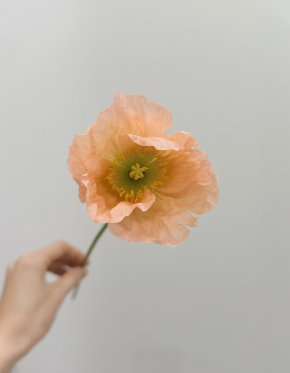 Poppies En Masse Rosy Isle