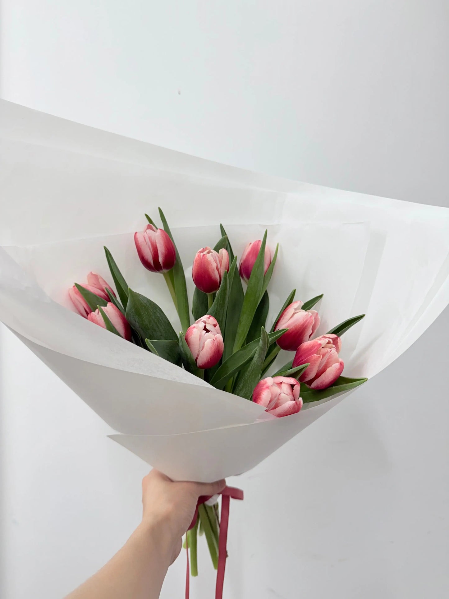 Tulips Rosy Isle