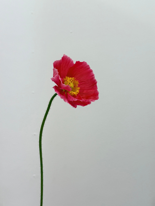 Poppies En Masse Rosy Isle