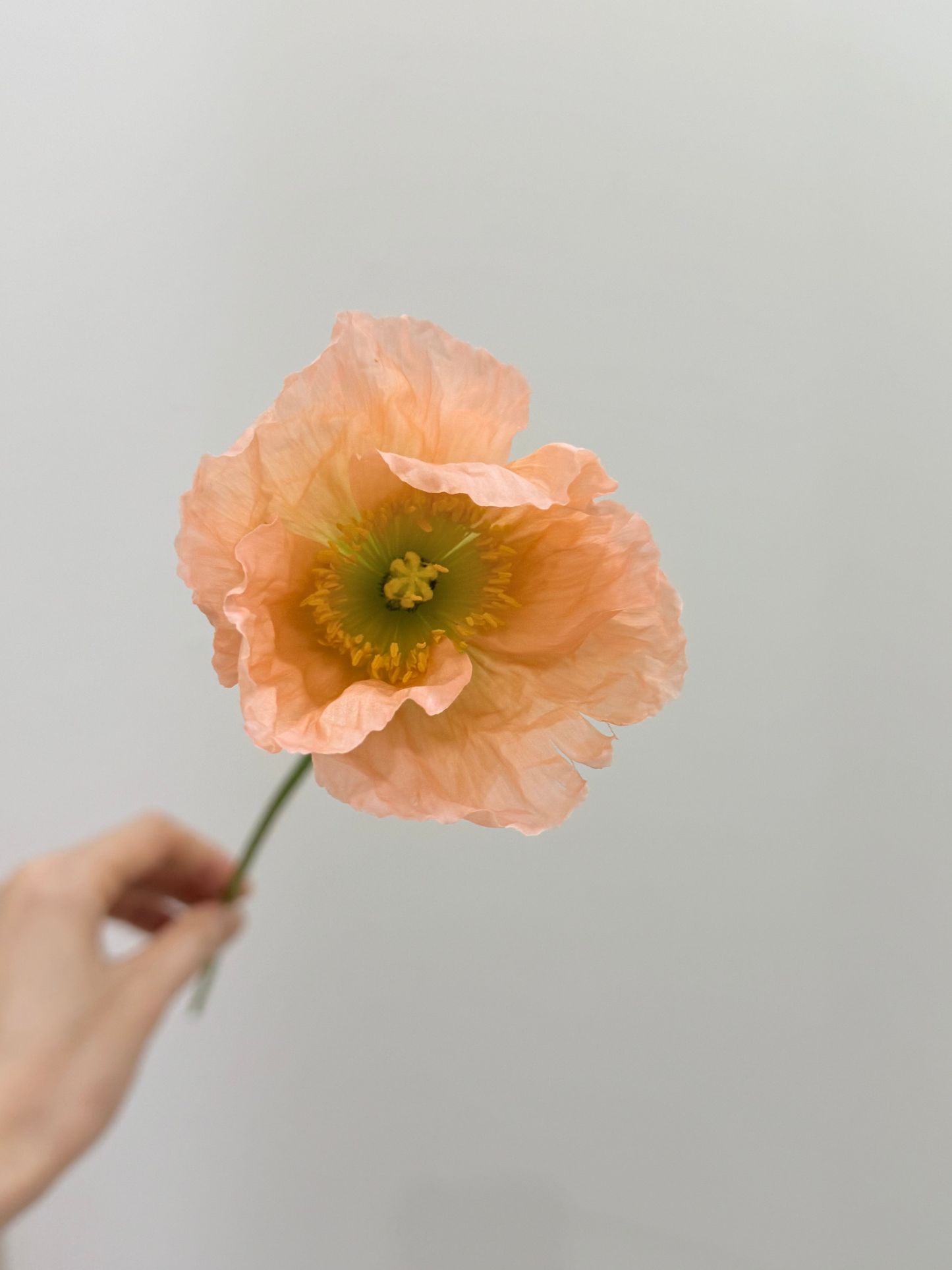 Poppies En Masse Rosy Isle